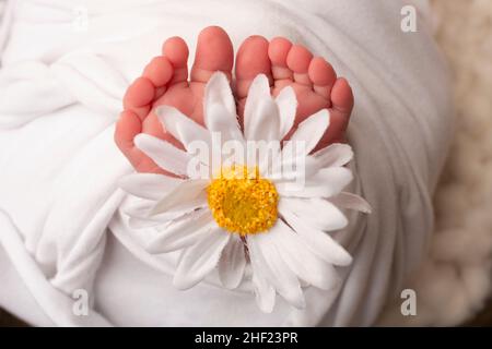 Le pied minuscule d'un nouveau-né.Pieds doux d'un nouveau-né avec une fleur de camomille blanche. Banque D'Images