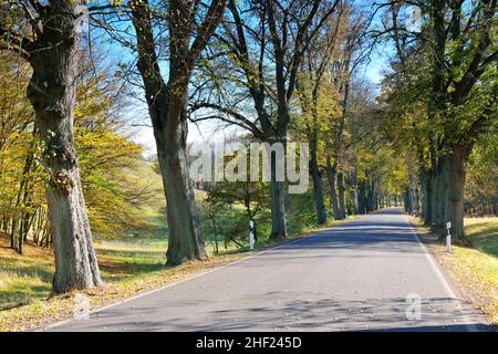 une belle avenue de tilleul en automne Banque D'Images