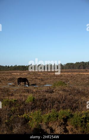 New Forest Pony dans la nouvelle forêt Banque D'Images