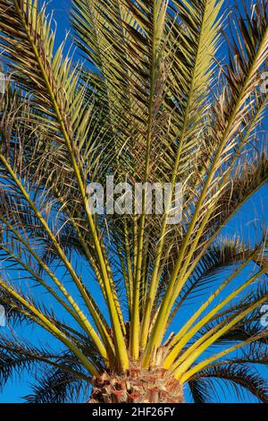 Gros plan de la corona de l'arbre tropical phoenix canariensis, un haut et robuste palmier dattier endémique aux îles Canaries connu localement sous le nom de palmera canaria Banque D'Images