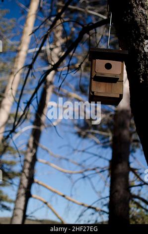 maison d'oiseau en bois ou hangar suspendu d'un arbre dans une forêt de pins Banque D'Images