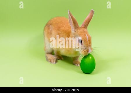 Lapin de Pâques en gros plan avec un œuf vert sur fond vert.Concept de vacances de Pâques.Place pour une inscription. Banque D'Images