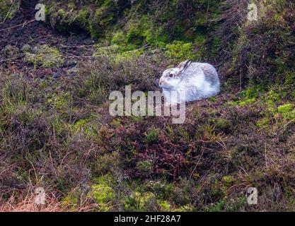 Lièvre, Lepus timidus, dans son manteau blanc d'hiver sur Kinder Scout dans le parc national de Peak District. Banque D'Images