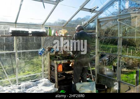 Homme jardinier debout dans une serre en hiver janvier semis de graines de haricots et de graines de laitue sur un banc de jardinage rural pays de Galles UK KATHY DEWITT Banque D'Images