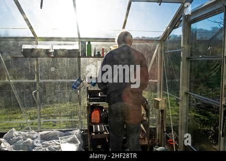 Homme jardinier debout dans une serre en hiver janvier semis de graines de haricots et de graines de laitue sur un banc de jardinage rural pays de Galles UK KATHY DEWITT Banque D'Images