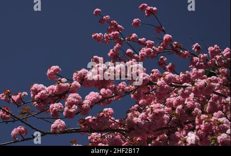 Motif fleurs printanières.Pour les cartes de vœux de pâques et de printemps avec espace de copie.Fleur de cerisier.Cerisier de Satura. Banque D'Images