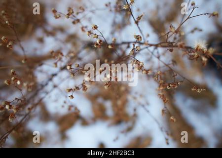 Petites fleurs blanches sur des brindilles sèches de buissons de plantes sauvages avec un fond flou.Petits pains de petites graines blanches sur de fines branches. Arbustes séchés en hiver Banque D'Images