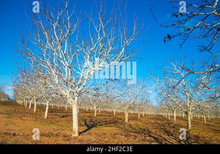 Les pistachiers. Campo de Criptana, Ciudad Real province, Castilla La Mancha, Espagne. Banque D'Images