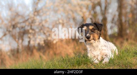 Petit mignon Jack Russell Terrier chien 3 ans, le style de cheveux rugueux est couché devant un arrière-plan flou Banque D'Images