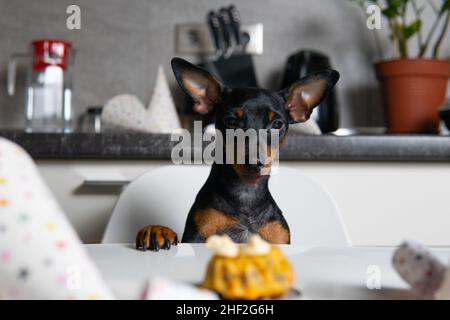 Couper le chien miniature Pinscher assis près de la table et manger un gâteau fait maison.Concept de célébration de la fête d'anniversaire de l'animal de compagnie Banque D'Images