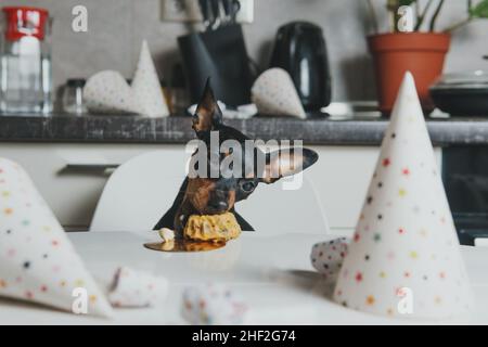 Couper le chien miniature Pinscher assis près de la table et manger un gâteau fait maison.Concept de célébration de la fête d'anniversaire de l'animal de compagnie Banque D'Images