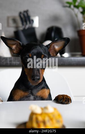 Couper le chien miniature Pinscher assis près de la table et manger un gâteau fait maison.Concept de célébration de la fête d'anniversaire de l'animal de compagnie Banque D'Images