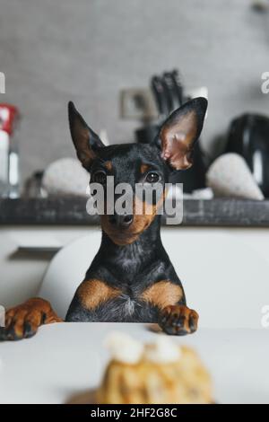 Couper le chien miniature Pinscher assis près de la table et manger un gâteau fait maison.Concept de célébration de la fête d'anniversaire de l'animal de compagnie Banque D'Images