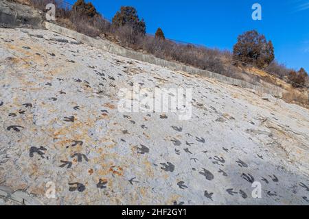 Morrison, Colorado - Dinosaur Ridge.Les visiteurs peuvent voir des centaines de empreintes de dinosaures le long de la crête, juste à l'ouest de Denver.Les pistes de bec de canard Banque D'Images