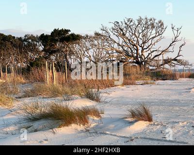 Une étendue de plage est hors limites pour les humains tandis que la nature restaure la zone récupérée près de la plage de driftwood, Jekyll Island, Géorgie, Etats-Unis. Banque D'Images