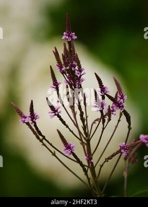 Fleurs de verveine hastata Banque D'Images