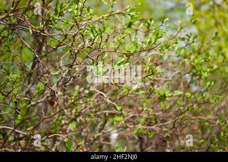 Buisson arbépine avec longues épines qui fleurissent au printemps.Petites et jeunes feuilles vertes.Arrière-plan naturel abstrait de la plante. Banque D'Images