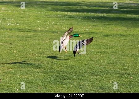 Un canard sauvage survole une prairie par beau temps. Banque D'Images