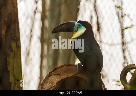 Ramphastos toco - Un énorme toucan - un oiseau noir qui se trouve sur une branche. Banque D'Images