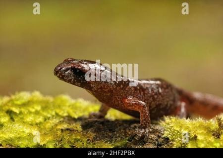 Gros plan sur une salamandre Ensatina eschscholtzii juvénile colorée du nord de la Californie assise sur la mousse Banque D'Images