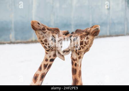 Portrait de la tête de deux girafes Rothschild en hiver Banque D'Images