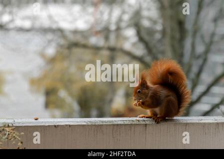 Un écureuil accroché sur le balcon en hiver Eichhörnchen Banque D'Images