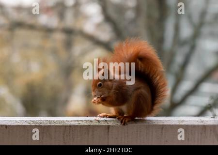 Un écureuil accroché sur le balcon en hiver Eichhörnchen Banque D'Images