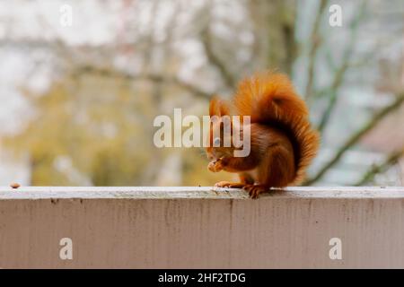 Un écureuil accroché sur le balcon en hiver Eichhörnchen Banque D'Images