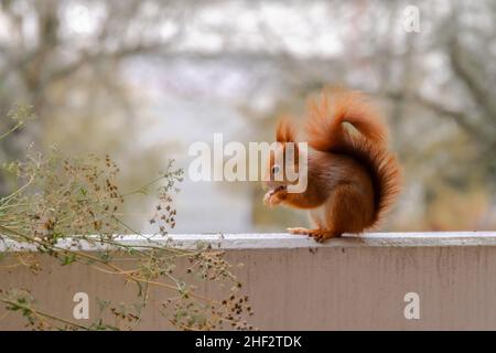 Un écureuil accroché sur le balcon en hiver Eichhörnchen Banque D'Images