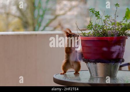 Un écureuil accroché sur le balcon en hiver Eichhörnchen Banque D'Images