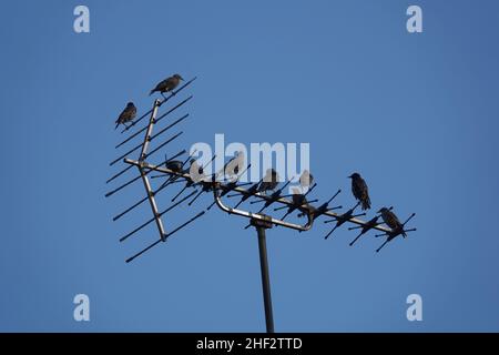 Des oiseaux se reposant sur une antenne de télévision sur un toit placé contre un ciel bleu Banque D'Images