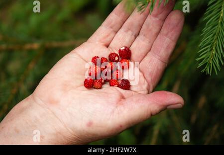 Femme âgée main tenant de petites fraises forestières sauvages fraîchement récoltées dans le palmier, arbres flous arrière-plan Banque D'Images