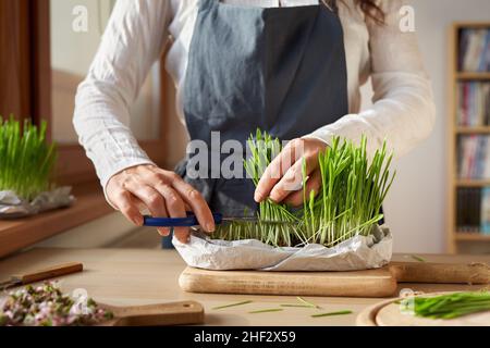 Femme récoltant de l'herbe d'orge maison fraîche avec des ciseaux, avec des pousses de radis au premier plan Banque D'Images