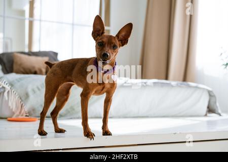 Un petit pinscher brun sur fond de lit et la fenêtre se tient regardant.Émotions des chiens.Pur-sang.Photo de haute qualité. Banque D'Images