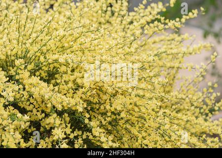 Branches fleuris de balai de scotch ou d'arbuste de cytisus praecox dans le parc.Fond de printemps avec plantes à fleurs jaunes.Gros plan, mise au point sélective Banque D'Images