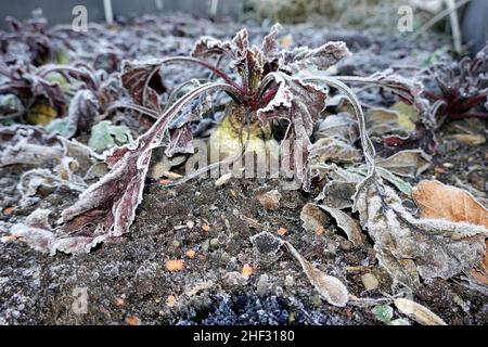 Rote Beete (Beta vulgaris subsp. Vulgaris), auch Rote Beete oder Rote Rübe, hier im Hochbeet, verträgt Frost und ist damit ein echtes Wintergemüse Banque D'Images