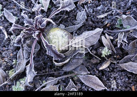 Rote Beete (Beta vulgaris subsp. Vulgaris), auch Rote Beete oder Rote Rübe, hier im Hochbeet, verträgt Frost und ist damit ein echtes Wintergemüse Banque D'Images