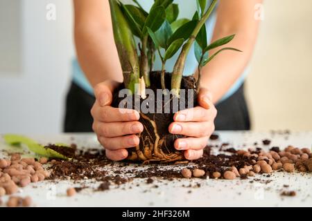 Passe-temps pour la croissance et le soin des fleurs à la maison. Banque D'Images