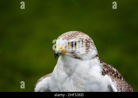 Un faucon girr/saker captif (Falco rusticolus) en exposition lors de la Journée communautaire Culcheth 2019 - propriété des oiseaux de proie des ailes sauvages Banque D'Images