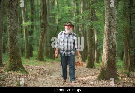 Champignons dans la forêt, homme senior collectant des champignons dans la forêt. Banque D'Images