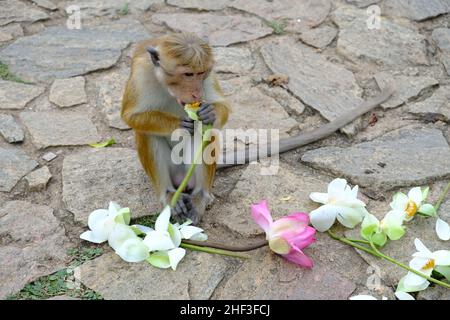 Sri Lanka Dambulla - le singe mange des fleurs au temple d'or à Dambulla Banque D'Images