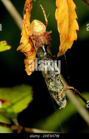 Araignée Golden orbweaver mangeant un coléoptère Banque D'Images