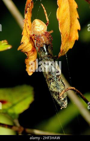 Araignée Golden orbweaver mangeant un coléoptère Banque D'Images