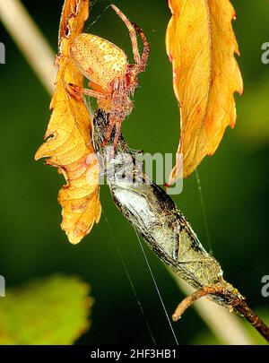 Araignée Golden orbweaver mangeant un coléoptère Banque D'Images