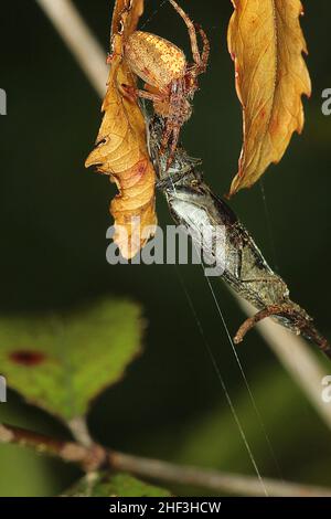 Araignée Golden orbweaver mangeant un coléoptère Banque D'Images