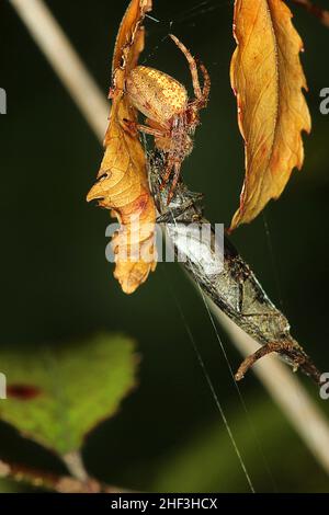 Araignée Golden orbweaver mangeant un coléoptère Banque D'Images