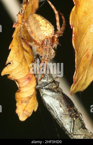 Araignée Golden orbweaver mangeant un coléoptère Banque D'Images