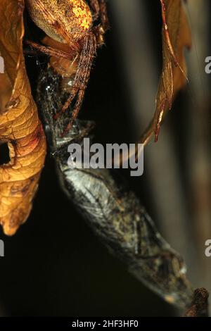Araignée Golden orbweaver mangeant un coléoptère Banque D'Images