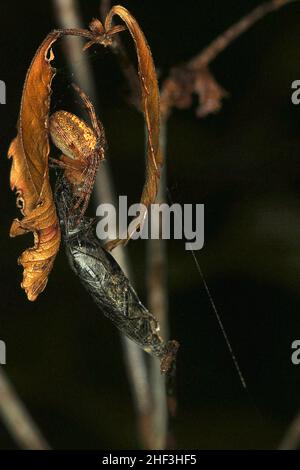 Araignée Golden orbweaver mangeant un coléoptère Banque D'Images