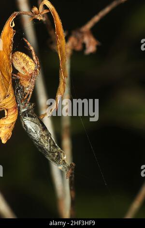 Araignée Golden orbweaver mangeant un coléoptère Banque D'Images